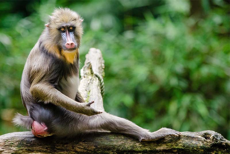 mandrill-monkeys-have-teeth-that-are-longer-than-a-lions-teeth