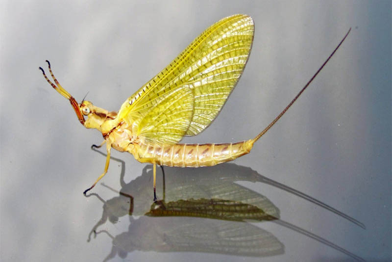 mayflies-shortest-lifespan