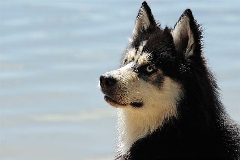 more-than-340-dog-breeds-exist-in-the-world