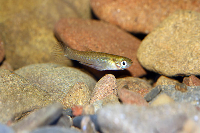 mosquitofish-shortest-lifespan