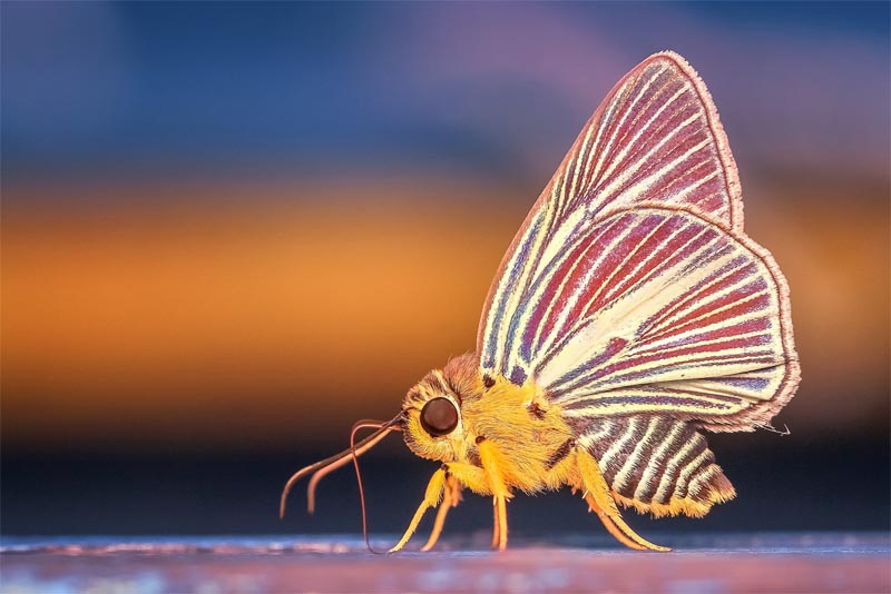 moth-animals-with-good-hearing-power