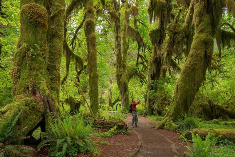 olympic-national-forest