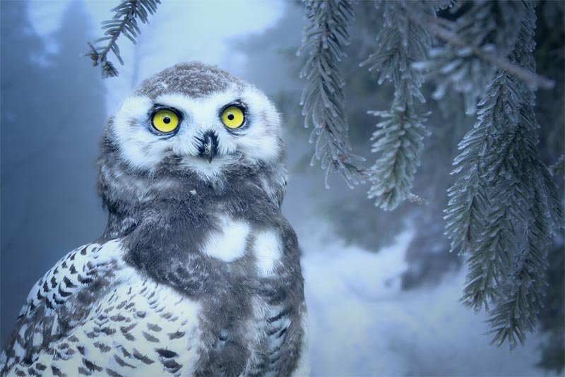 owl-animals-with-good-hearing-power