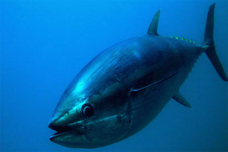 pacific-bluefin-tuna-expensive-pets