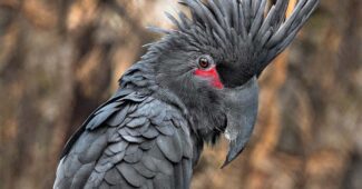 palm-cockatoo-expensive-pets