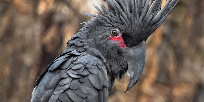 palm-cockatoo-expensive-pets