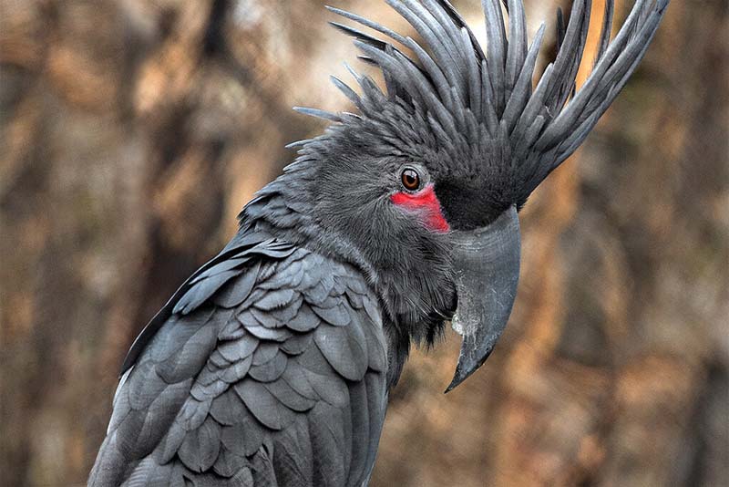 palm-cockatoo-expensive-pets