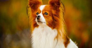 papillon-smartest-dog-breeds