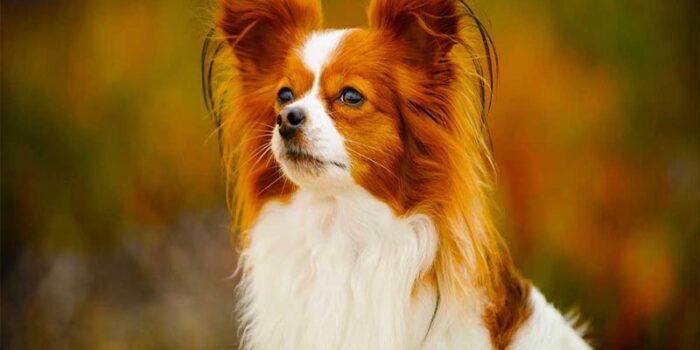 papillon-smartest-dog-breeds