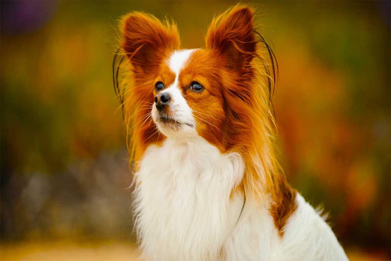 papillon-smartest-dog-breeds