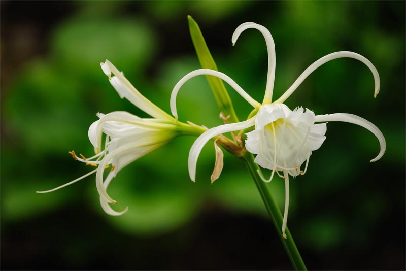 peruvian-daffodil-fragrant-flowers
