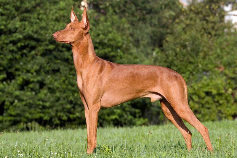 pharaoh-hound-expensive-dog