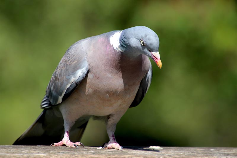 pigeon-animals-with-good-hearing-power