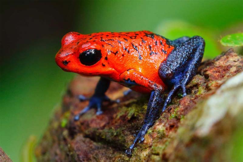 poison-dart-frog