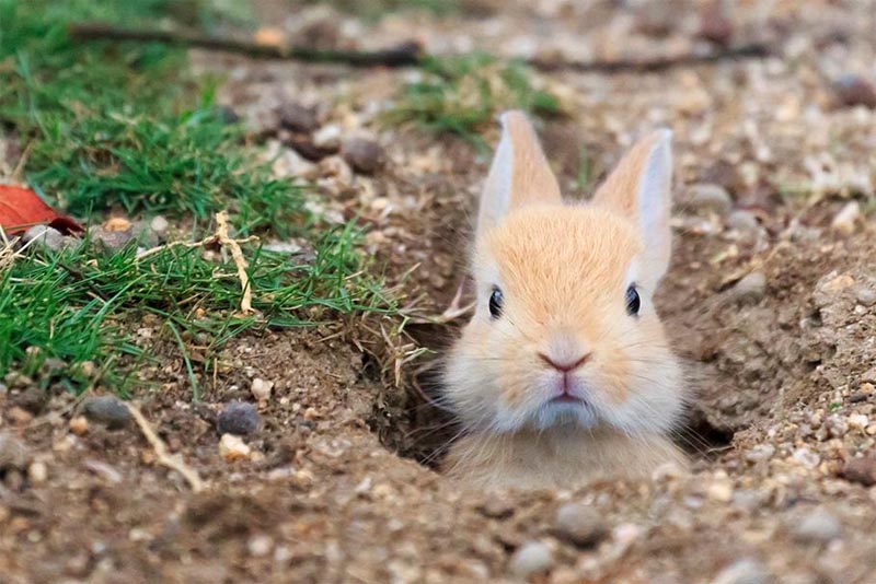 rabbit-animals-with-good-hearing-power