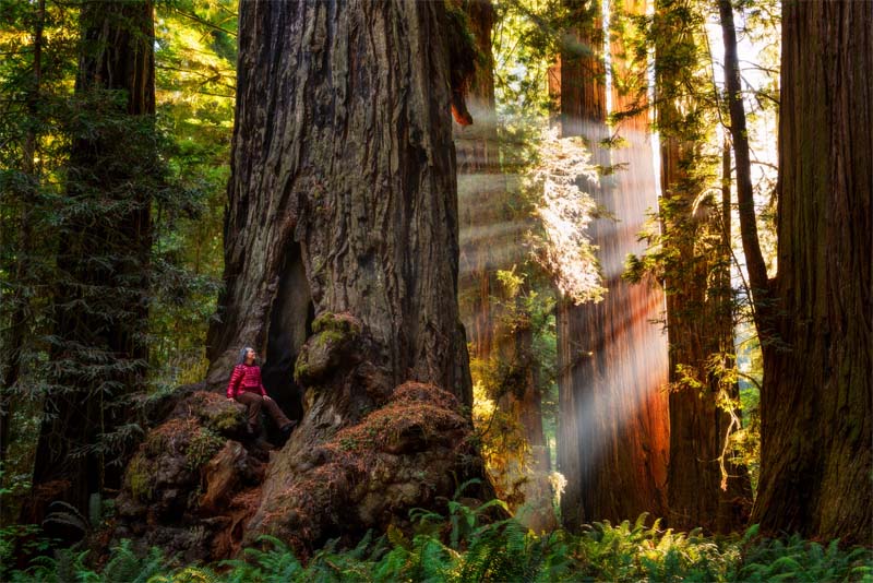 redwood-national-park