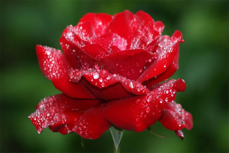 rose-fragrant-flowers