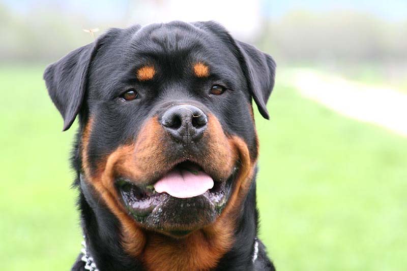 rottweiler-expensive-dog