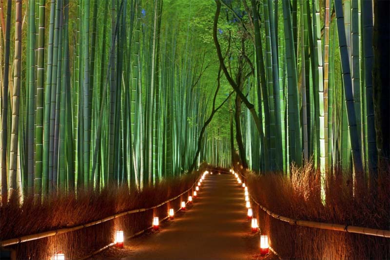 sagano-bamboo-forest