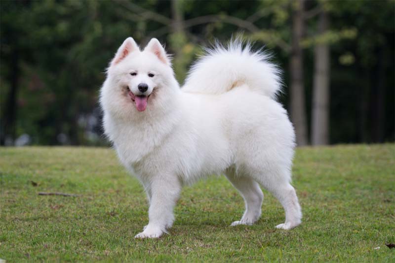 samoyed-expensive-dog