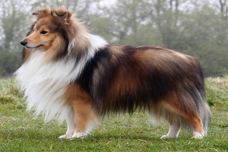 shetland-sheepdog-smartest-dog-breeds