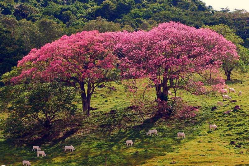 silk-floss-tree-amazing-trees