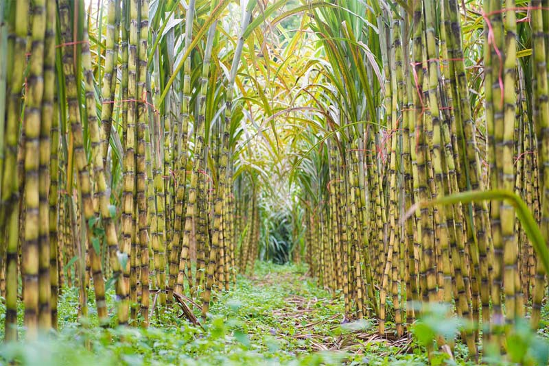 sugar-cane-deadly-fruits