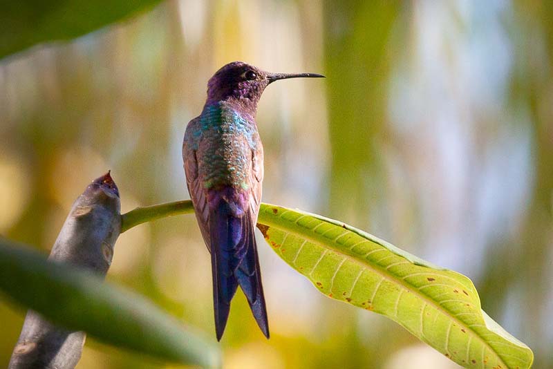 swallow-tailed-hummingbird