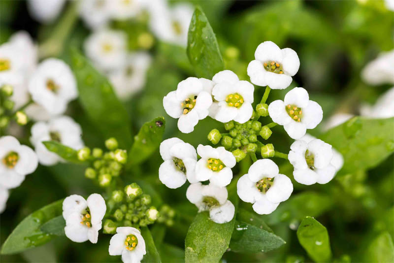 sweet-alyssum-fragrant-flowers