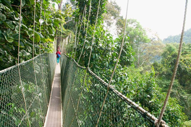 taman-negara-canopy-walkway
