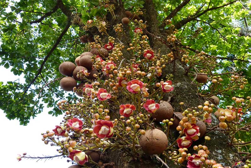 the-cannonball-tree-amazing-trees