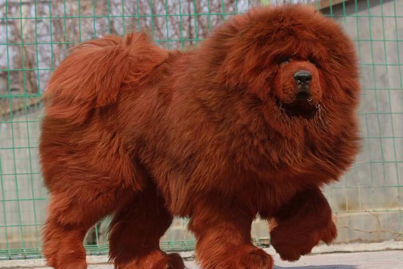 tibetan-mastiff-expensive-dog