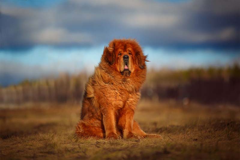 tibetan-mastiff-expensive-pets