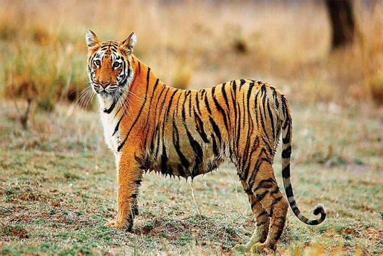 10 most beautiful female animals around the world Depth