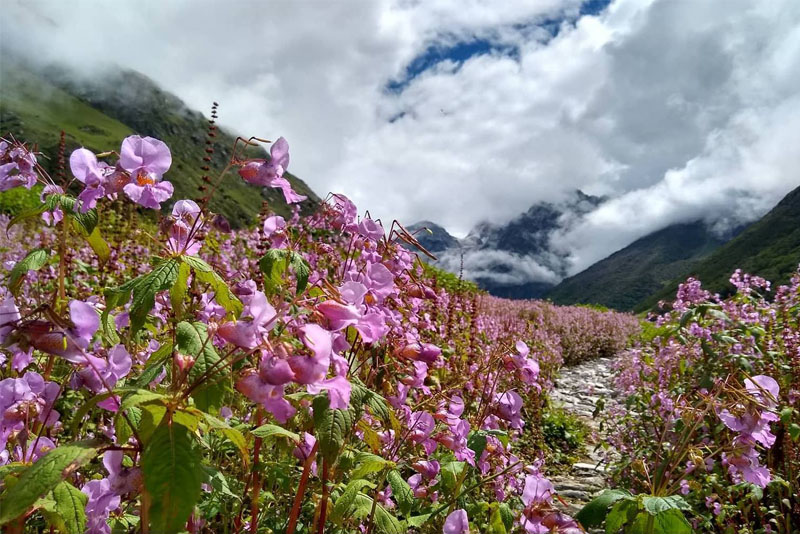 valley-of-flowers-uttaranchal