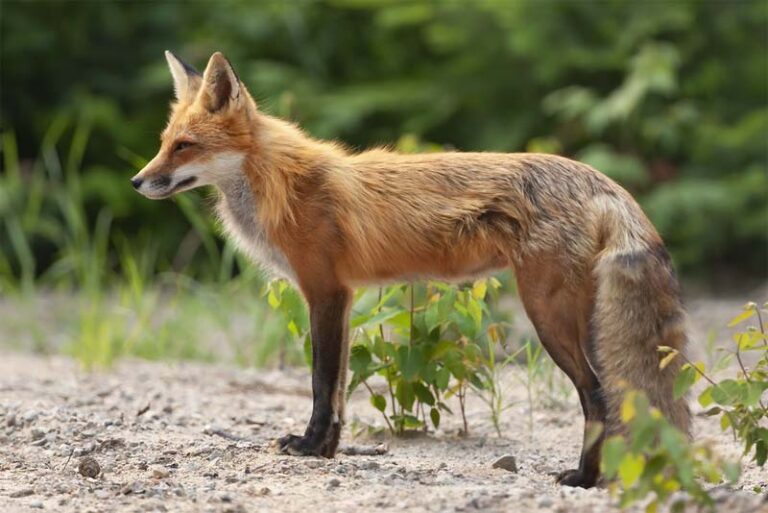 10 most beautiful female animals around the world Depth World