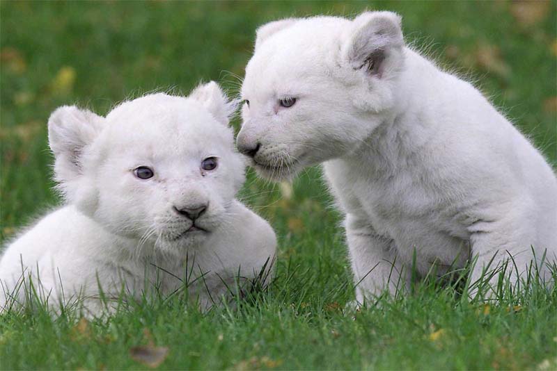 white-lion-cubs-expensive-pets