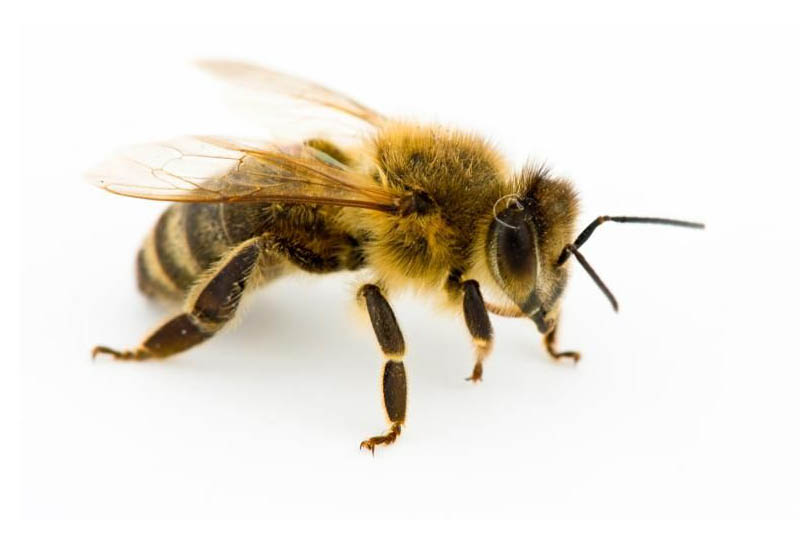 worker-honey-bees-shortest-lifespan