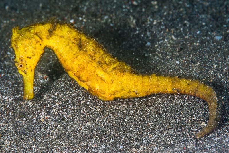 yellow-common-seahorse