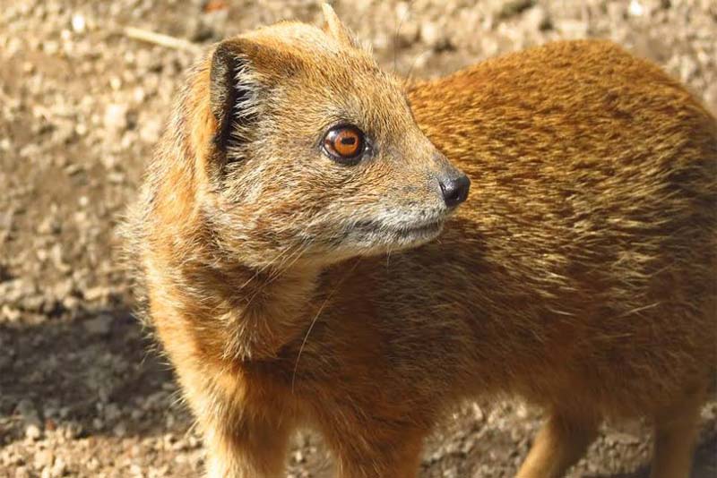 yellow-mongoose