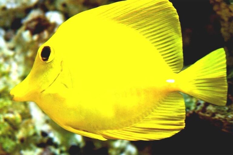 10 beautiful and remarkable yellow animals Depth World