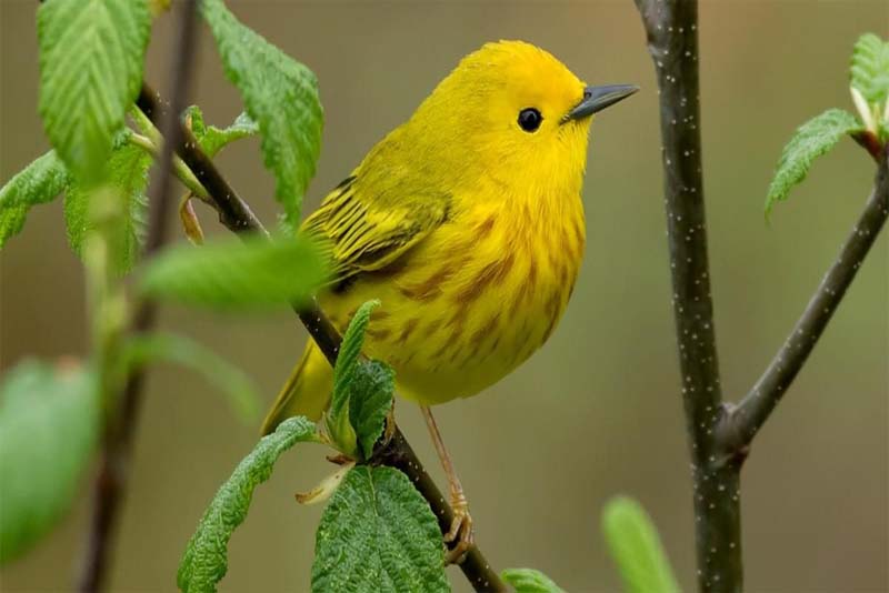 yellow-warbler-yellow-animals
