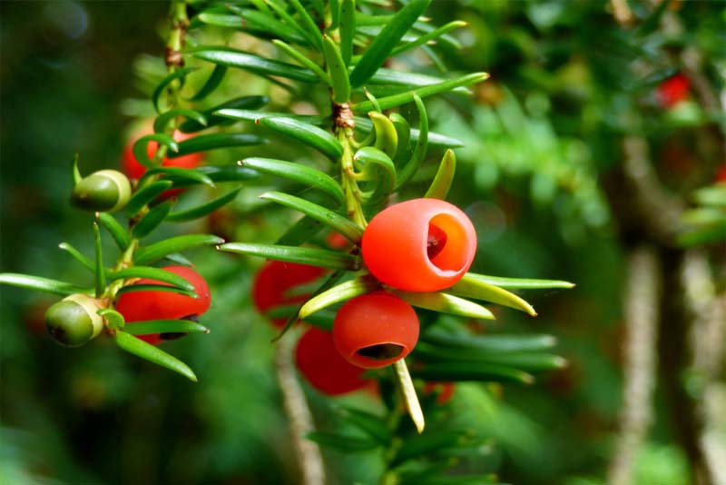 yew-berry-tree-deadly-fruits