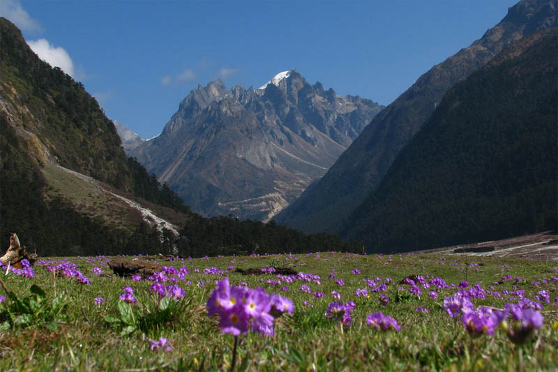 yumthang-valley