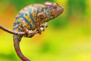 chameleon