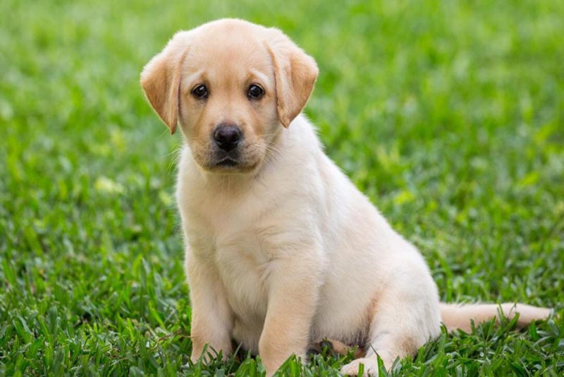 Top 10 land animals in the world Depth World