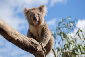 Koala