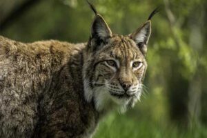 Lynx