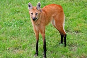 Maned wolf