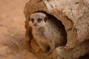 meerkat